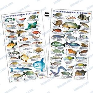 TABLILLA PECES MEDITERRANEO HOLANDES