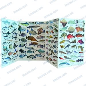 DESPLEGABLE PECES MEDITERRANEO