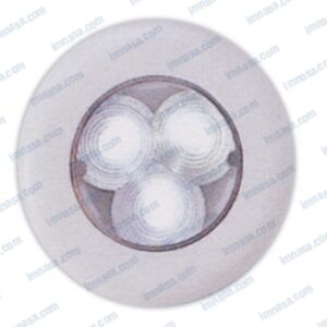 LUZ CORTESIA 3LED 12V